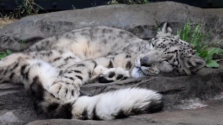 Snow Leopard: “How did a little cat worm grow on me?”