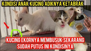 Astagfirullah Kucing Ini Lagi Sedih Karena Ekornya Putus  ..!