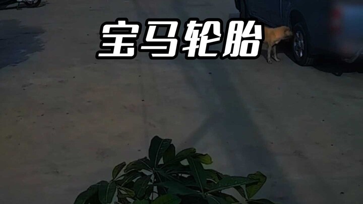 Mengapa dikatakan ban BMW di jalan tidak akan dicuri oleh siapa pun?