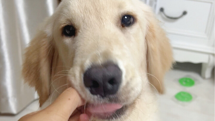 What I eat vs. what my dog eats: I can chow down on junk food, but my dog can’t…!!