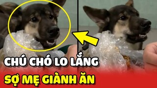 Chú chó THAM ĂN lo lắng vì sợ mẹ GIÀNH ĂN của mình 😂 | Yêu Lu