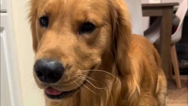 ถ้าน้องหมาที่บ้านชอบเลียเท้า แล้วเป็นโรคอักเสบระหว่างนิ้วซ้ำๆ อย่าลืมลองวิธีนี้นะคะ