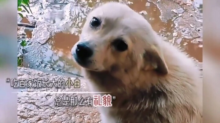 “Siapa yang nggak suka sama anjing kecil yang imut dan pintar kayak gini?”