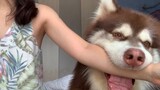 [Alaska] The clinginess of a large dog is equivalent to raising a son for yourself