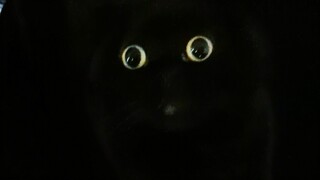 My cat is serious about being invisible! He won't miss any opportunity!