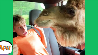 เมื่อสัตว์ "โจมตี!" 😂 สัตว์ตลกล้มเหลว AFV 2020