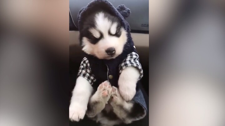 Kamu tidak akan pernah tahu betapa kocaknya memelihara seekor Husky