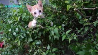 ต๊ะเอ๋!!! อย่างซนเลย เหมียววววว..วววว