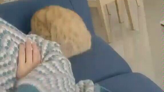 You’re really picking on the cat.