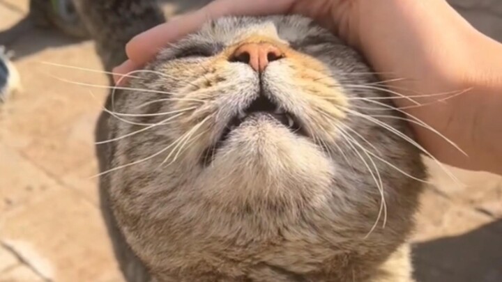 Dia benar-benar manis! Sentuh kepala kucing untuk Tahun Baru!