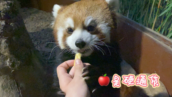 [Panda Cub] You can pet my feet! But you can’t pinch my belly! We need to add some apples to this!