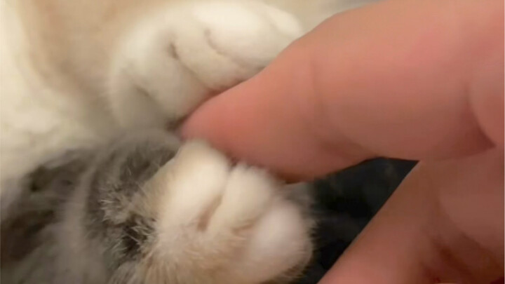 Versi lengkap kucing kecil berbulu hitam yang menenangkan