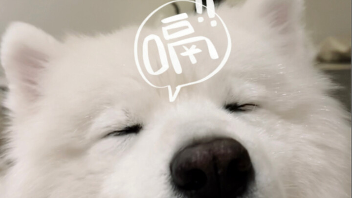 Please, can you keep those pig noises away from me?