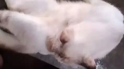 kucing lucu