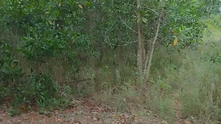husai