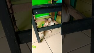 kucing lucu lagi makan siang 🐱 shorts #cat #kucing