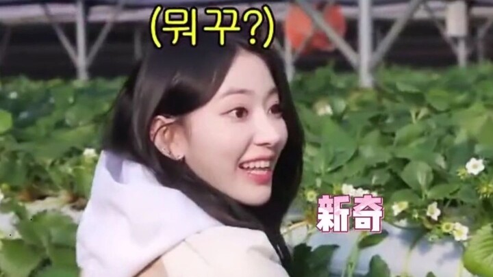 ปฏิกิริยาที่ฝังอยู่ในดีเอ็นเอของชาวโอซาก้า