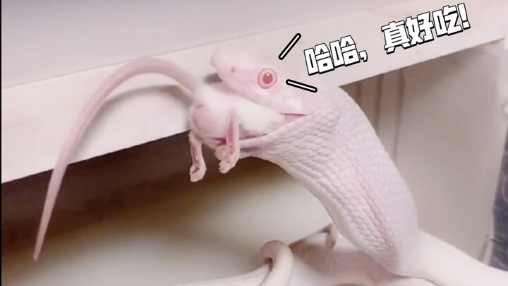全过程ของงูขาวกินหนู (ตอนจบ) ผู้ขี้กลัวห้ามดู…