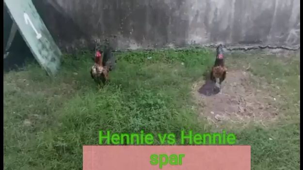 spar Hennie