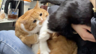 Sebuah paha ayam besar, aku akan menggigitnya terus!!!