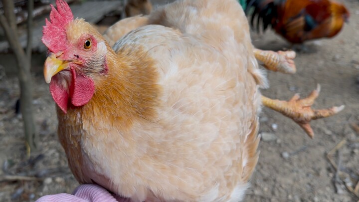 Seekor ayam betina yang suka menempel dengan tuannya