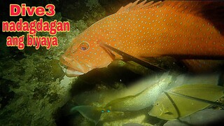 ep351.Dive3 nadagdagan ang biyaya night spearfishing Philippines
