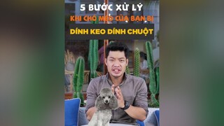 5 bước xử lý khi chó mèo của bạn bị dính keo dính chuột tuitienpet LearnOnTikTok dcgr