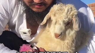 想认领大草原的羊吗
