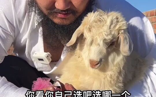 想认领大草原的羊吗