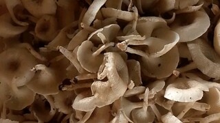 mushroome