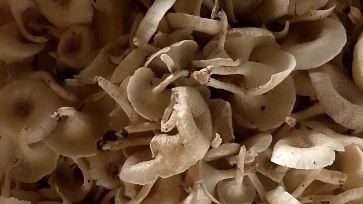 mushroome