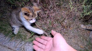 Cute Baby Stray Cat