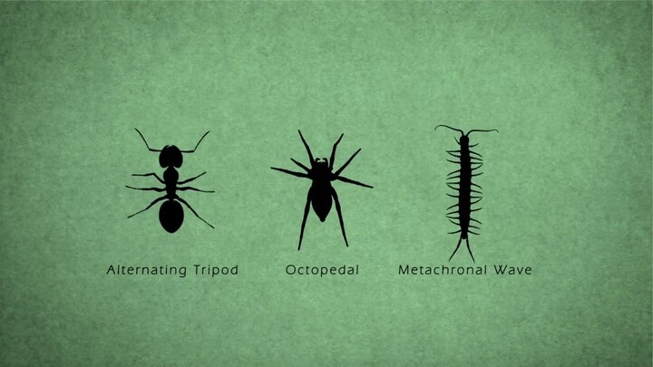 Daily Reference: Insect Movement