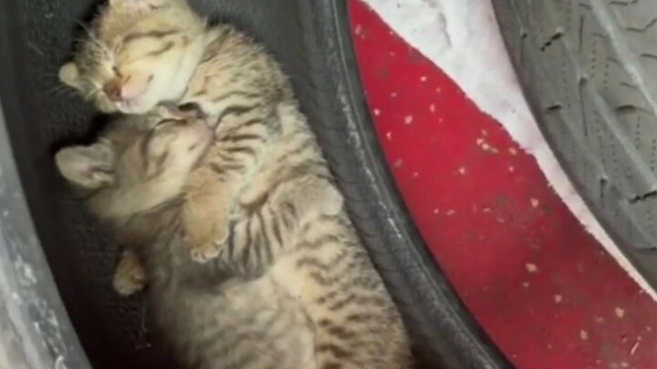 Two little cats are sleeping in a tire—and they even cuddle while they snooze!