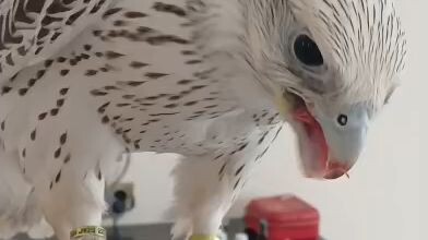 “Beautiful falcon moments 🦅✨ Watch this amazing bird in action. Nature, speed and strength all in o