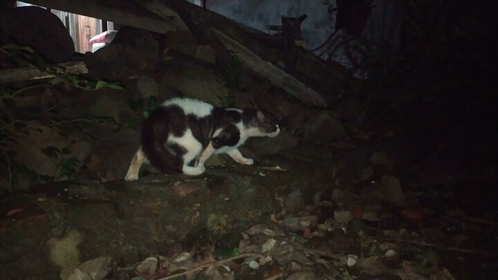 Serem!!! melihat mata kucing dimalam Hari