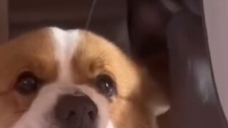 รางวัลพฤติกรรมสัตว์ที่น่าสับสน 237