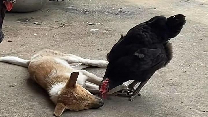 Ayam: Kenapa kutu besar ini nggak mau lepas juga?   Anjing: Itu kan kumisku