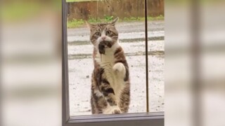 "Kucing: Bu, cepat buka pintunya, aku bawa hadiah untukmu"