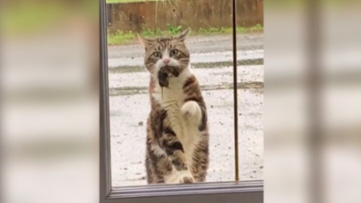 แมว: แม่ เปิดประตูเร็วๆ หน่อย แม่เอาของขวัญมาให้