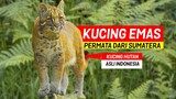 KUCING EMAS CANTIK DAN ELEGAN! Si Kucing Hutan Asli Indonesia yang Mulai Langka - Fakta Kucing Emas