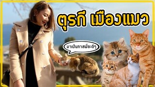 ตุรกีประเทศที่แมวครองเมือง มีเยอะทุกมุม ทุกซอกซอย ทาสแมวห้ามพลาด!!