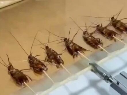 Ministry of Justice Official