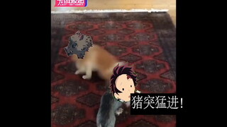 【鬼灭之刃】猪突猛进猪突猛进哈哈哈哈哈！