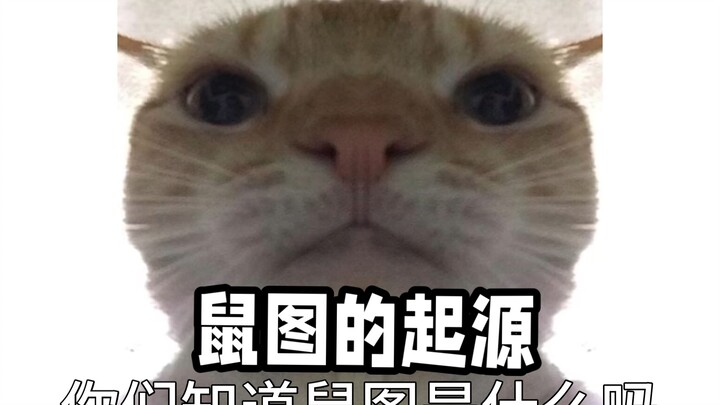 أصل صورة الفأر... لماذا تُسمى ميمات القط الصغير بصور الفئران؟