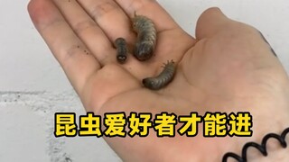 郑重提醒非昆虫爱好者请谨慎观看