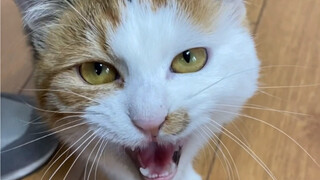 给大家看一看我的七只猫不同的叫声