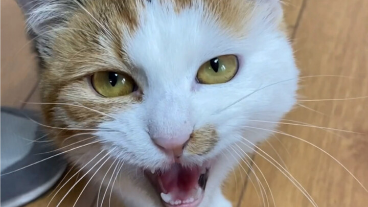 Để mọi người nghe thử tiếng kêu khác nhau của bảy chú mèo nhà tôi