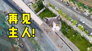 The blue and white fat cat climbed out of the high-rise building in estrus: I want a little female c
