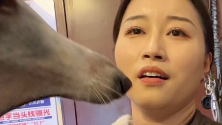 Ini anjing apa yang dia ajak jalan-jalan? Kenapa satu per satu semakin ekstrem saja